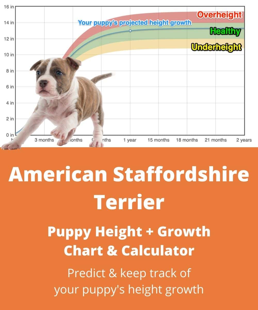 american-staffordshire-terrier Puppy height Growth Chart american-staffordshire-terrier Puppy height Growth Chart